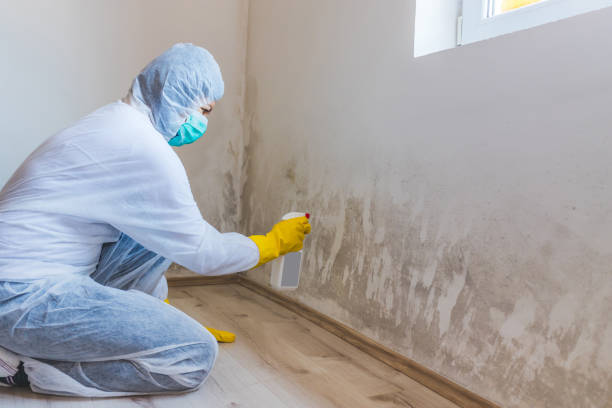 Licensed Mold Inspection service in Harrisburg, IL - WQB Mold Removal