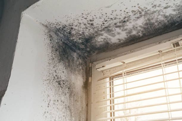 Affordable Mold Inspection solutions in Harrisburg, IL