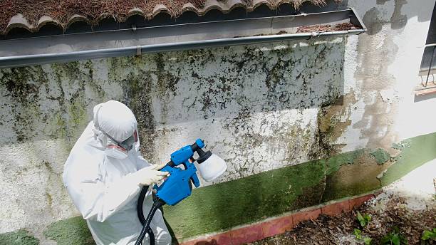 Top rated local Mold Inspection specialists in Harrisburg, IL